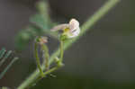 Sticky jointvetch